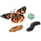 Insect Lore Butterfly Life Cycle Stages Figure Set 4760 - alternate 2